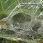 Araneomorph funnel-web spider - WEB