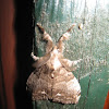White-marked Tussock Moth