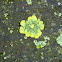 Golden Shield Lichen (Wet)