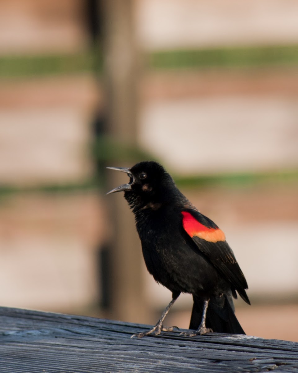 Red-winged Blackbird