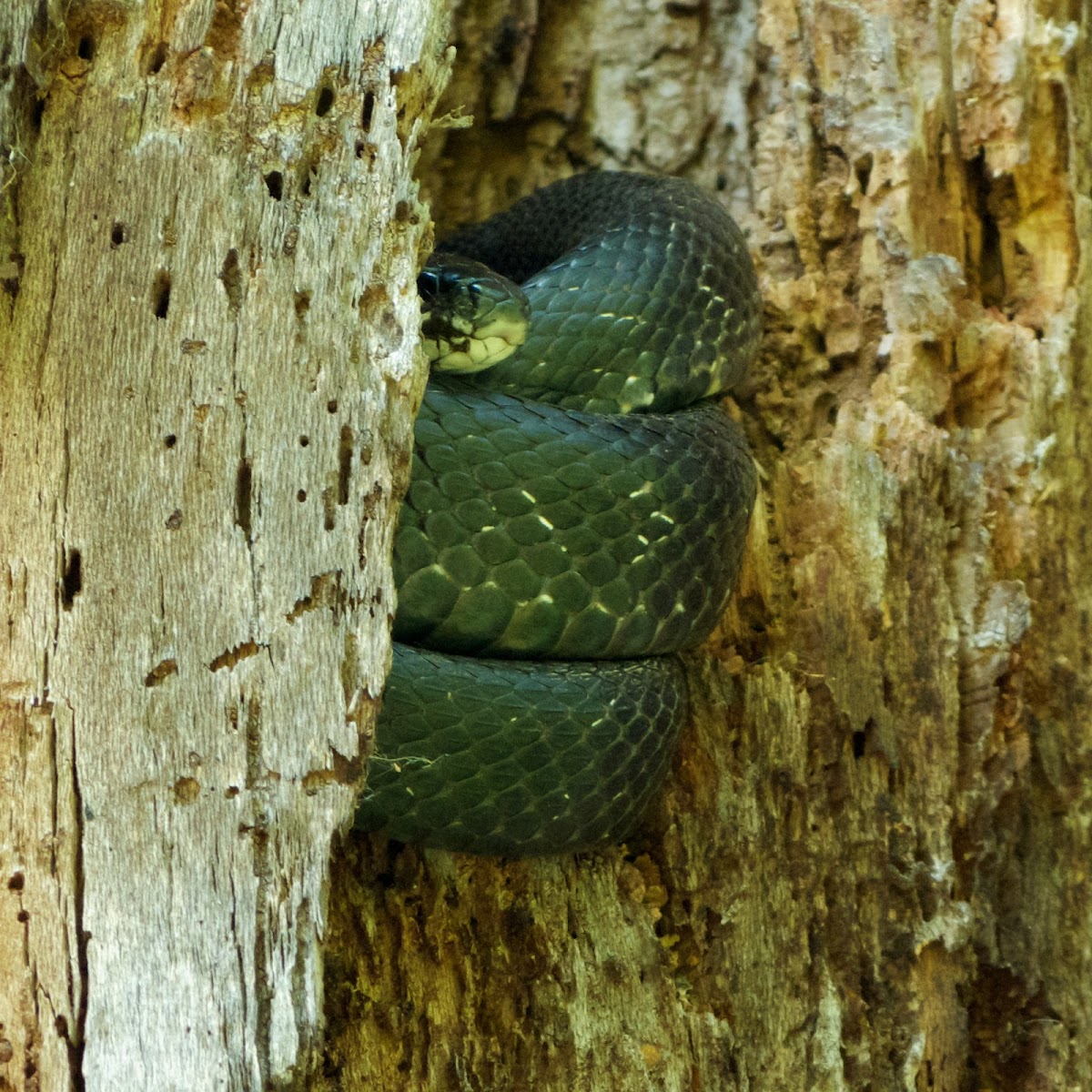 Eastern Ratsnake