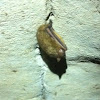 Eastern Brown Bat