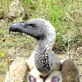 Vulture by Piet  Grobler - Animals Birds