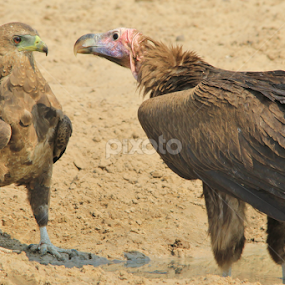 Lappet-faced Vulture and Bateleur Eagle Stand-off by Dries Alberts - Animals Birds
