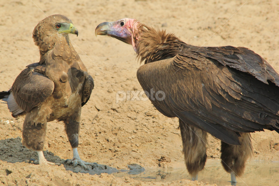 Lappet-faced Vulture and Bateleur Eagle Stand-off by Dries Alberts - Animals Birds