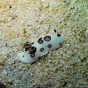 Dotted Nudibranch