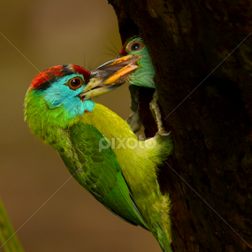 Feeding by Saurav Chakraborty - Animals Birds