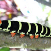 tetrio sphinx moth catarpillar
