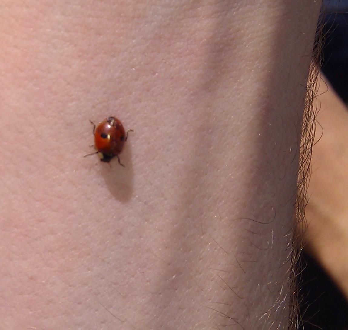 Two-spotted ladybug
