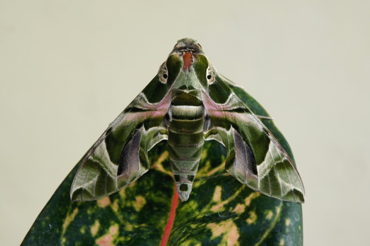 Oleander Hawk Moth ♂