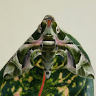 Oleander Hawk Moth ♂