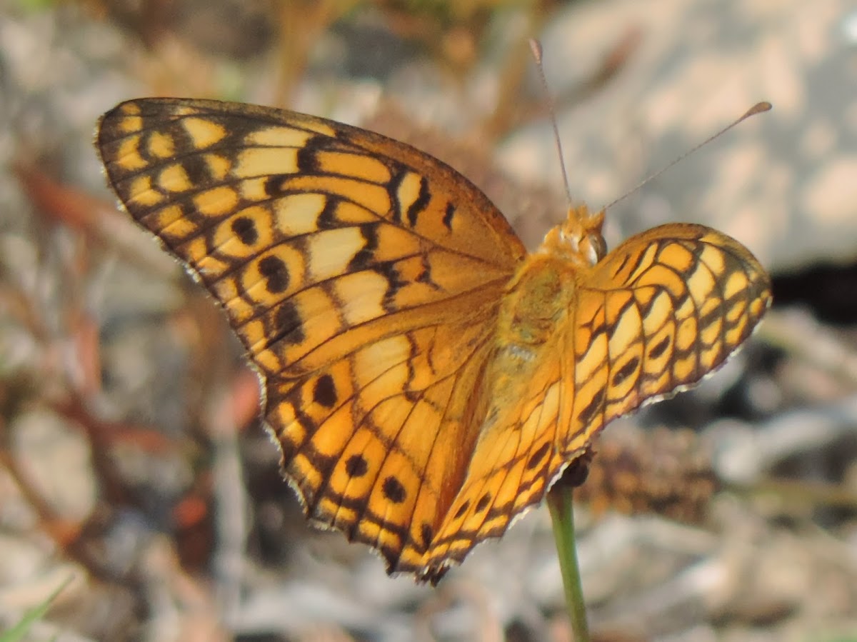 Variegated Fritillary Butterfly | Project Noah