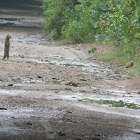 common grey mongoose