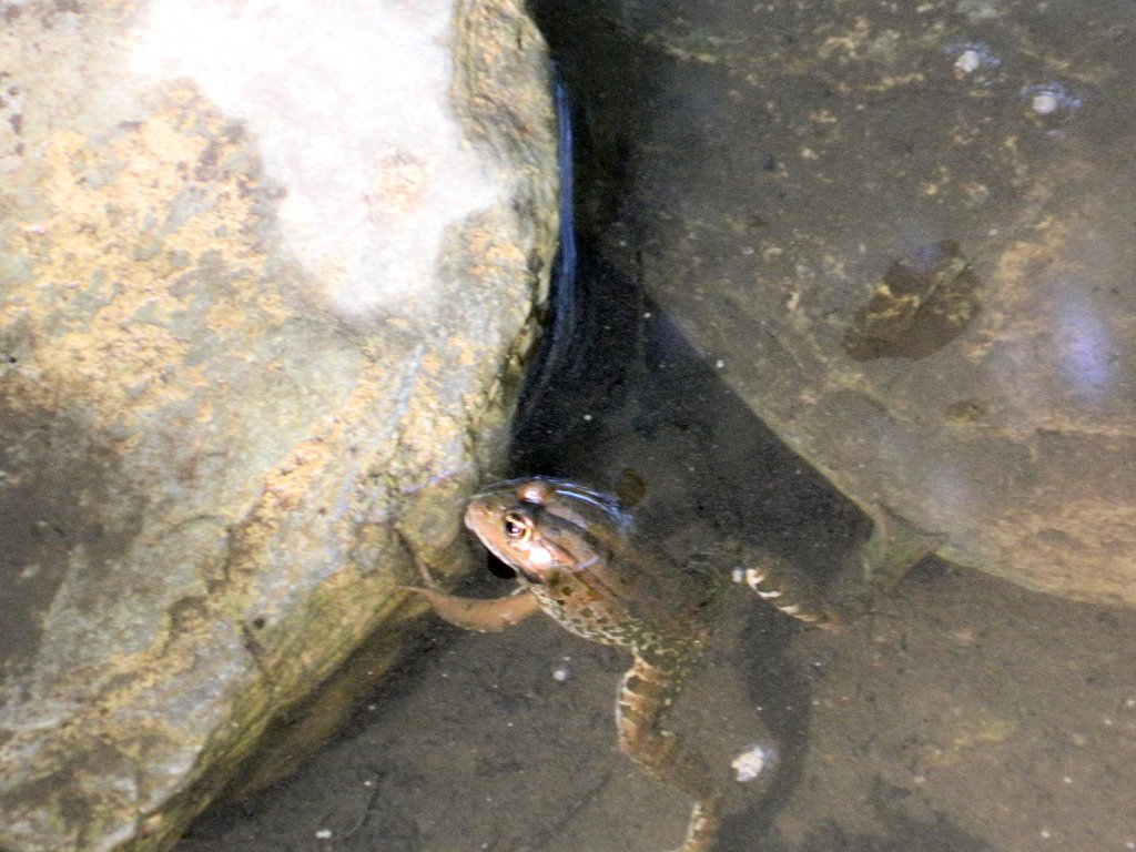 Greek marsh frog (Ελληνικός βαλτοβάτραχος)