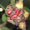 Cotton stainers