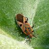 Eurasian Milkweed Bug or Small Milkweed Bug