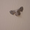 Scoopwing Moth