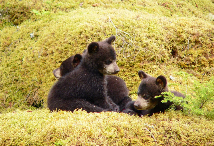 Black bear cubs in Glacier Bay National Park.