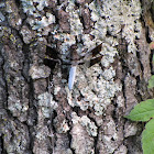 COMMON WHITETAIL