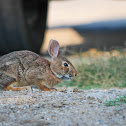 Eastern Cottontail (and tick)