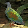 Nicobar Pigeon