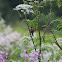 Red Headed Bullfinch