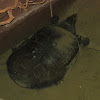 Narrow Headed Softshell Turtle