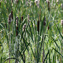 Common Cattail