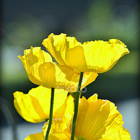Sun Bathing by Azmi Han - Flowers Flower Gardens