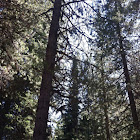 Lodge Pole Pine