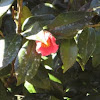 Camellia