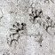 Raccoon (Footprints)