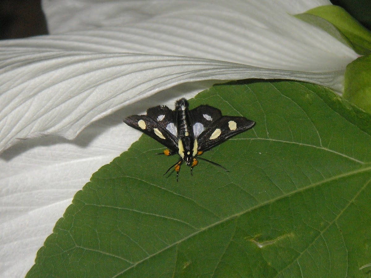 Eight Spotted Forrester Moth
