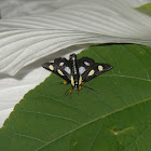 Eight Spotted Forrester Moth