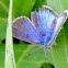 Greenish blue butterfly