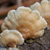 Split Gill Mushroom