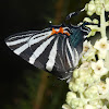 Erybathis Hairstreak butterfly