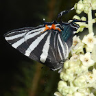 Erybathis Hairstreak butterfly