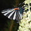 Erybathis Hairstreak butterfly