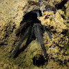 Cave tarantula