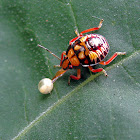 Spined Soldier Bug nymph