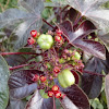 [S] bellyache bush, black physicnut or cotton-leaf physicnut