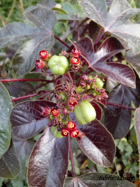 [S] bellyache bush, black physicnut or cotton-leaf physicnut