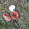 unknown red Russula