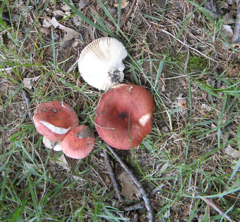 unknown red Russula