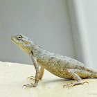 Oriental garden lizard