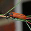Lycid mimicking weevil