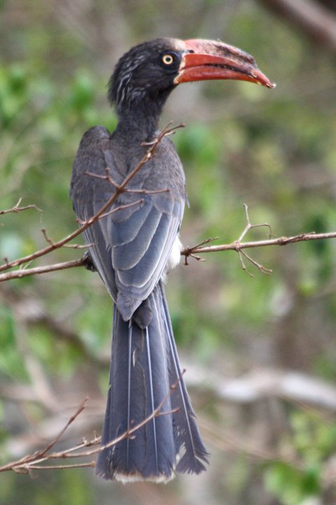 Crowned Hornbill