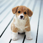 Cover Image of 下载 Cute Little Puppies Wallpapers 1.0 APK