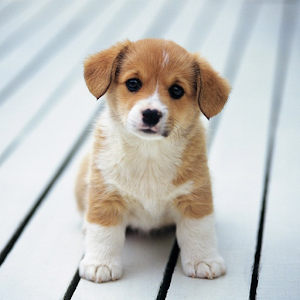 Cute Little Puppies Wallpapers - AppRecs